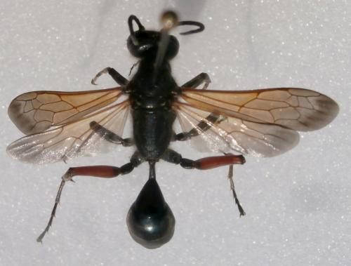 Réf. 207 799 : Chalybion femoratum